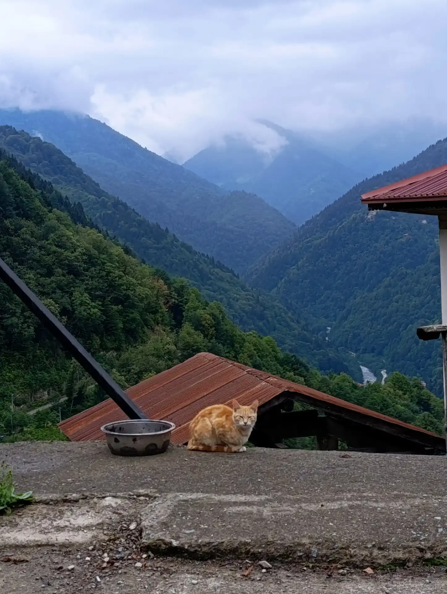 Dağ Kedisi