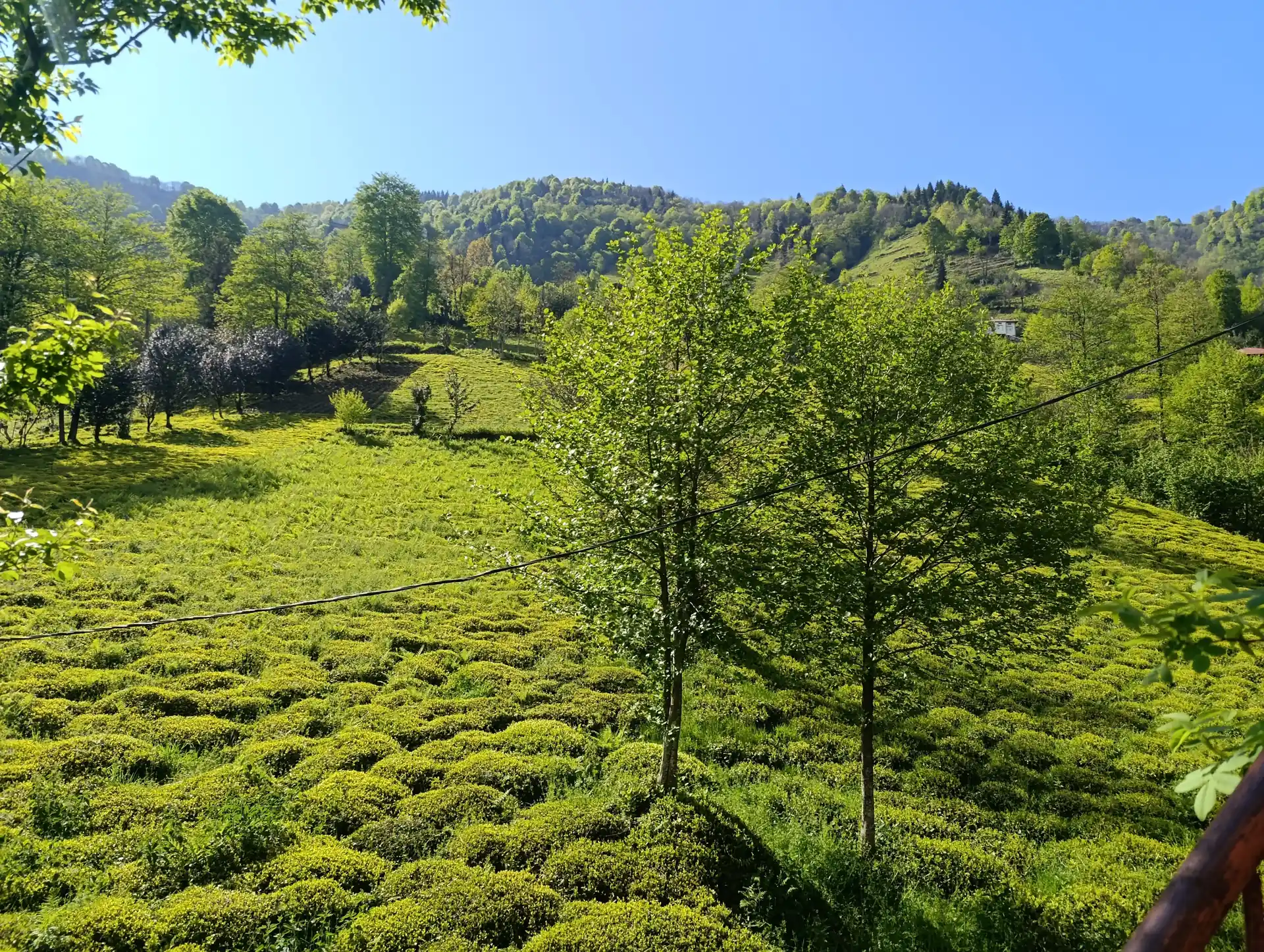 Çay Bahçeleri